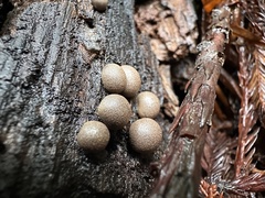 Lycogala epidendrum