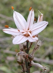 Asphodelus