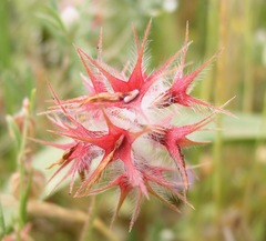 Trifolium stellatum