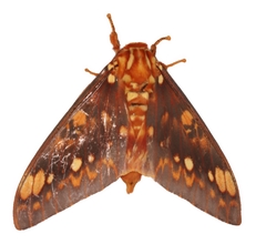 Citheronia bellavista