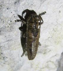 Ataxia crypta