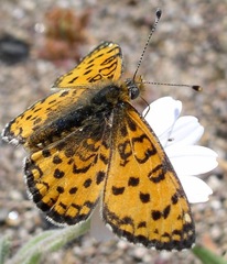 Melitaea trivia