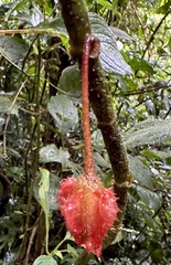 Glossoloma ichthyoderma