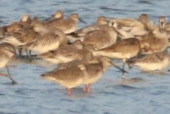 Limnodromus semipalmatus