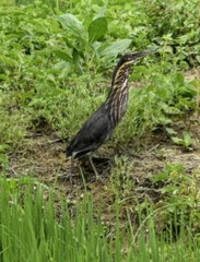 Ixobrychus flavicollis