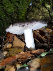 Tricholoma