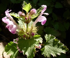 Lamium garganicum