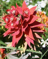 Myrsiniteae
