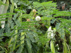 Acacia terminalis