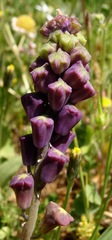 Muscari comosum