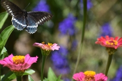 Battus polydamas psittacus