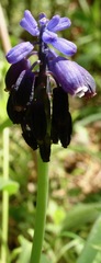 Muscari neglectum
