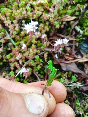 Chamaecyparis lawsoniana