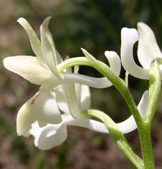 Orchis provincialis