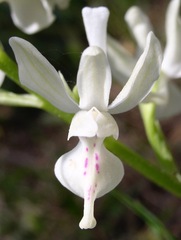 Orchis provincialis