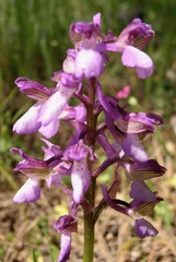 Anacamptis morio caucasica