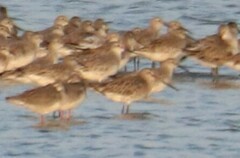 Limnodromus semipalmatus