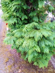 Chamaecyparis lawsoniana