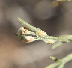 Aceria paracalifornica