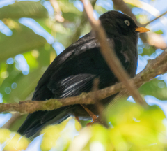 Turdus nigrescens