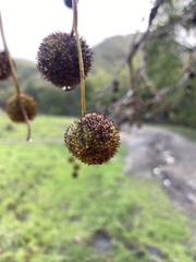 Platanus