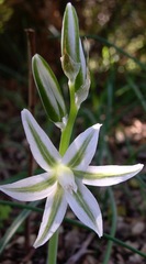 Ornithogalum nutans