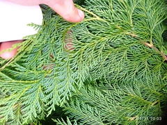 Chamaecyparis lawsoniana