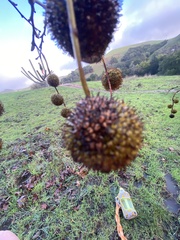 Platanus