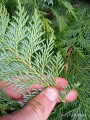 Chamaecyparis lawsoniana