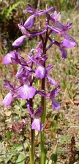 Anacamptis morio caucasica