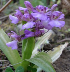Anacamptis morio caucasica