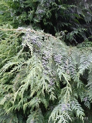 Chamaecyparis lawsoniana