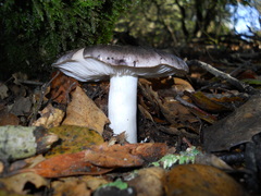 Tricholoma