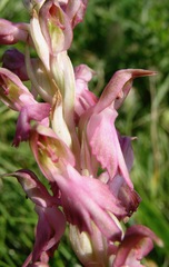 Anacamptis sancta