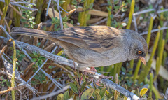 Junco vulcani