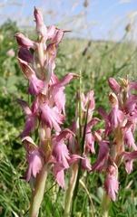 Anacamptis sancta