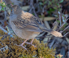 Junco vulcani