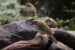 Melithreptus brevirostris