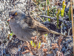 Junco vulcani