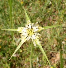 Tragopogon porrifolius