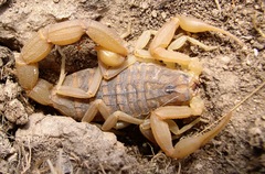 Aegaeobuthus gibbosus