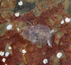 Pleurobranchaea maculata