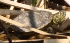 Emys orbicularis hellenica