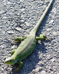 Lacerta diplochondrodes cariensis