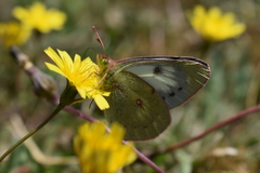 Colias vauthierii