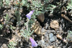 Penstemon teucrioides