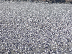 Leucophaeus pipixcan