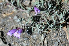 Penstemon teucrioides