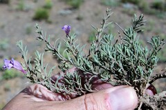 Penstemon teucrioides