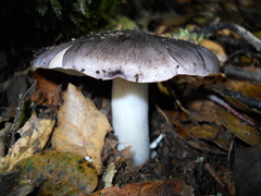 Tricholoma
